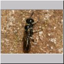 Crossocerus sp - Grabwespe 11a 6mm.jpg